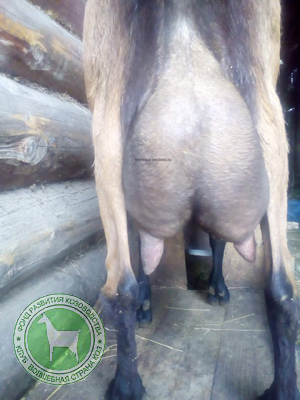 Ася 4 ЛПХ Смирновских