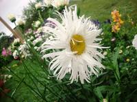 ромашка распустилась.JPG