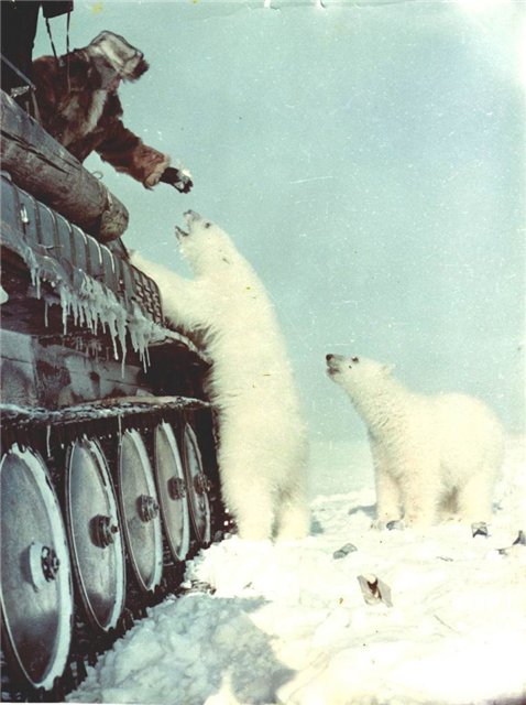 Командир арктического танкового подразделения СА ставит боевую задачу приданной роте медведей