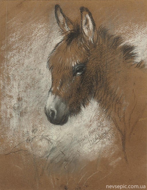 Study of a favourite donkey