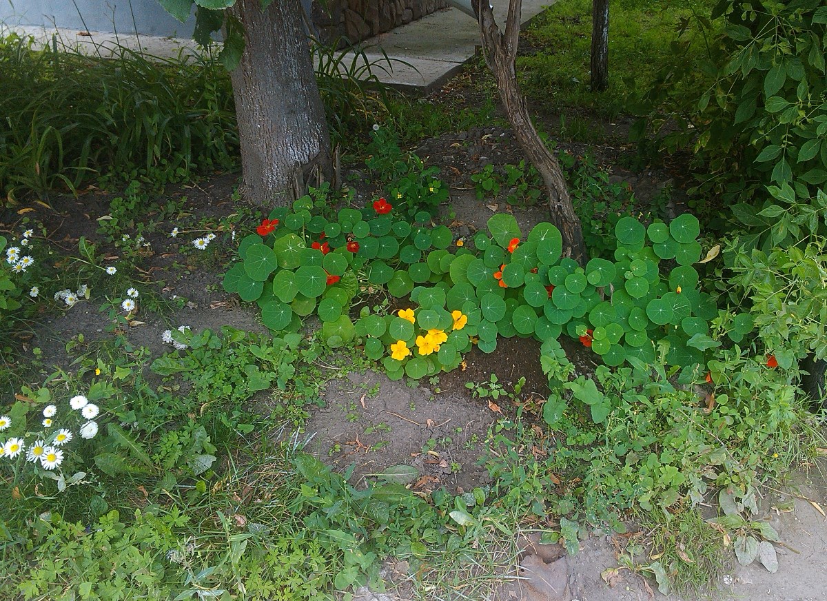 2017-08-04 Настурции