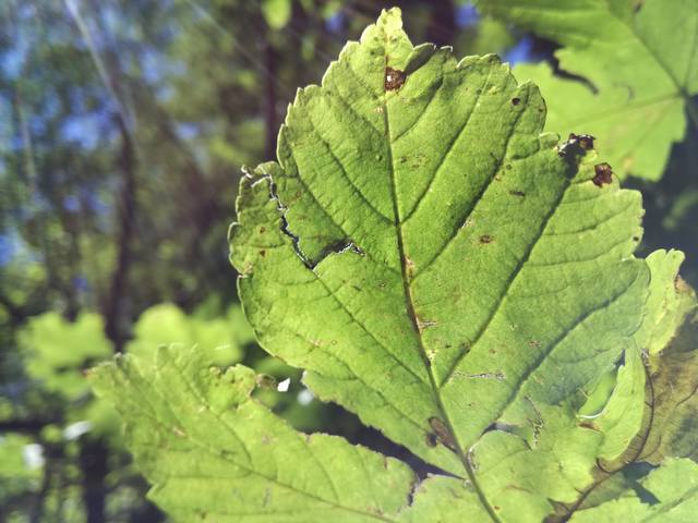 Публикувано изображение