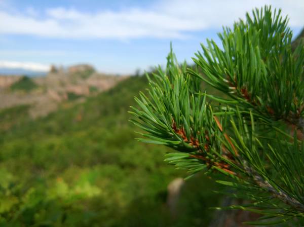 Публикувано изображение