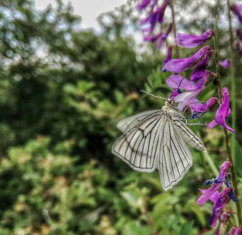 Публикувано изображение