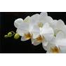 orhideya-vetka-belyy-7006