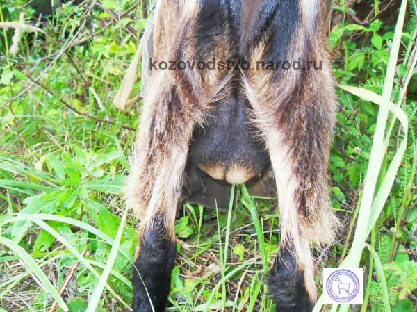 Туим 2 Никуша