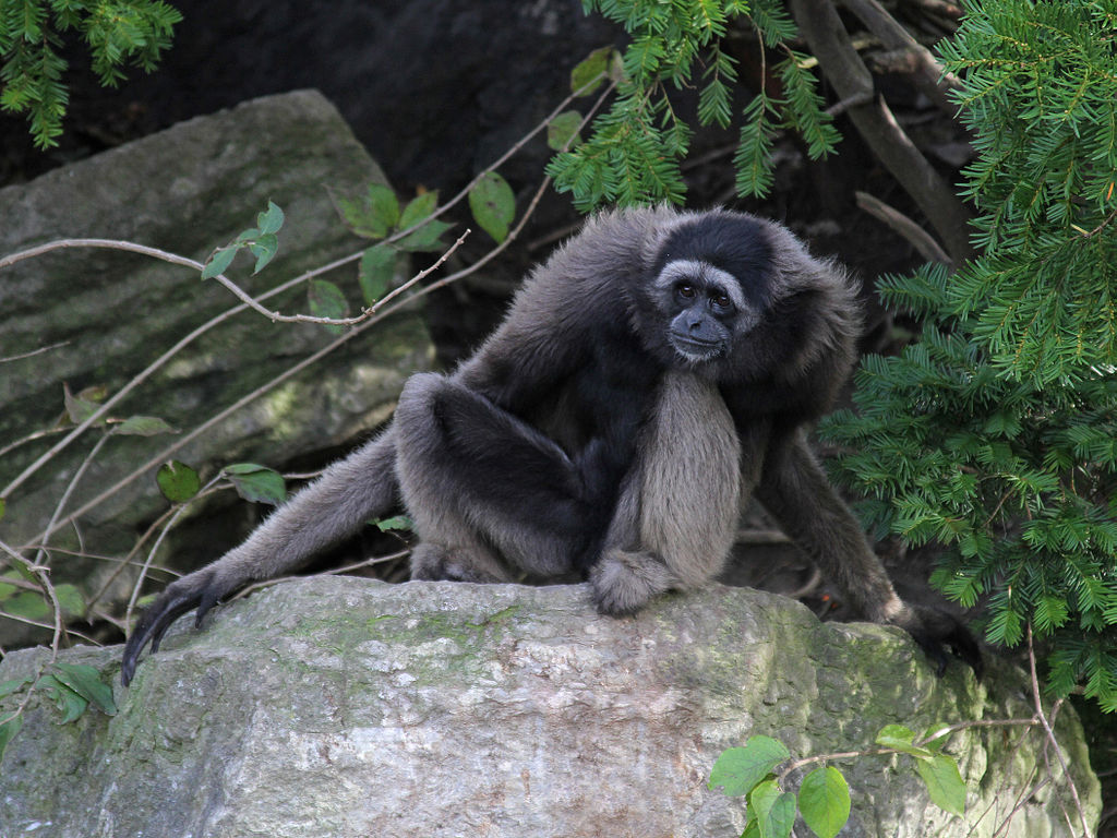 1024px-MuellersGibbon