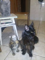 VFL.RU - ваш фотохостинг