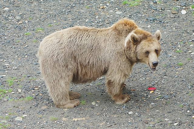 Кавказский горный медведь в вольере