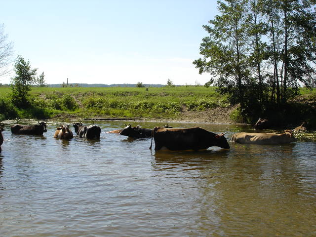 Коровки