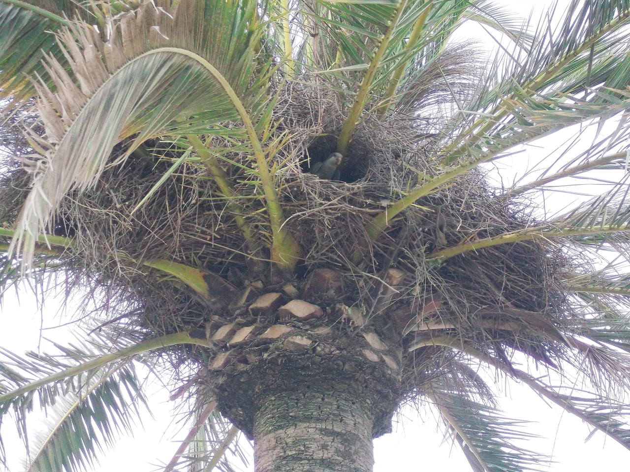 DSCF4330-супер-гнездо
