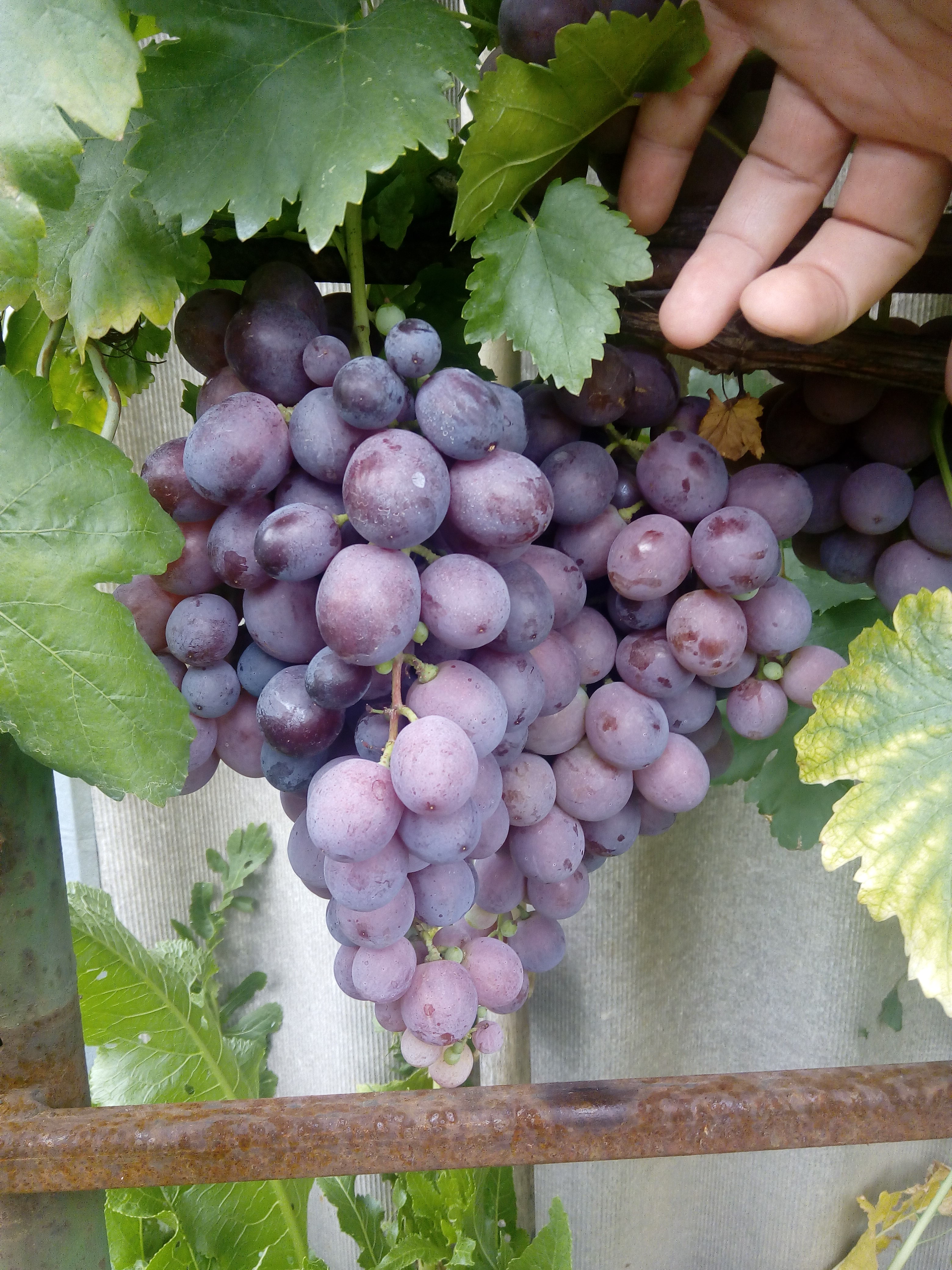Сорт винограда Рашфорд