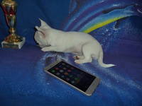 Kennel TESORO FRANQUEZO, дівчинка чіхуахуа