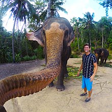 220px-Koh Phangan elephant selfie