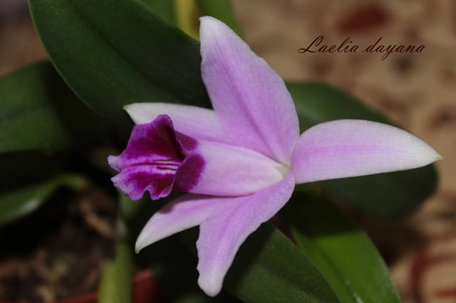 Laelia dayna (3)