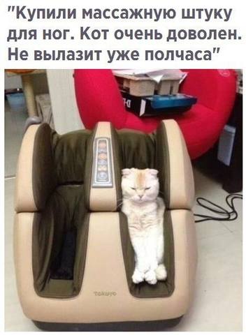 Кот-массажер