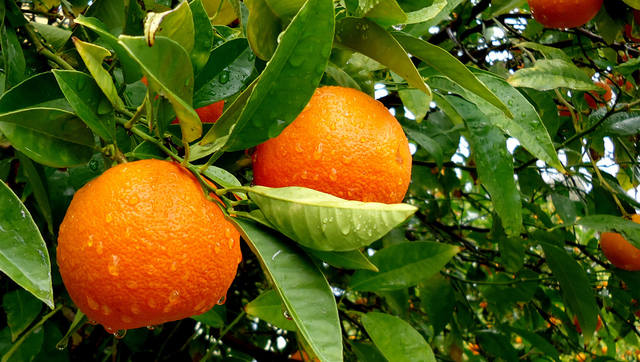 Апельсин Оккультное значение — счастье и бессмертие.   18695248_m