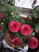 VFL.RU - ваш фотохостинг