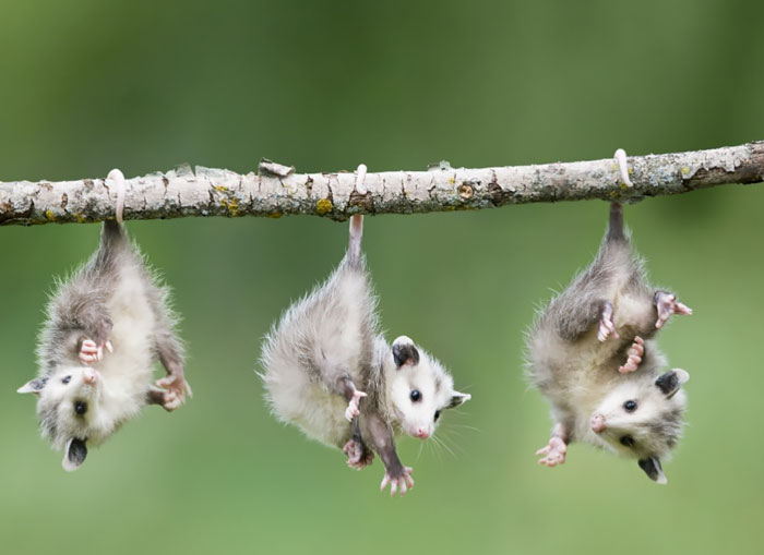fotografii-possumov-i-opossumov 1