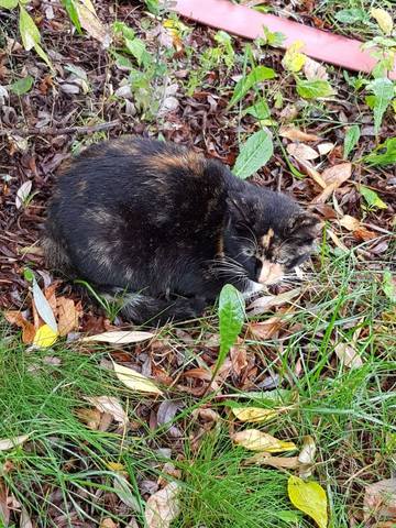 VFL.RU - ��� �����������