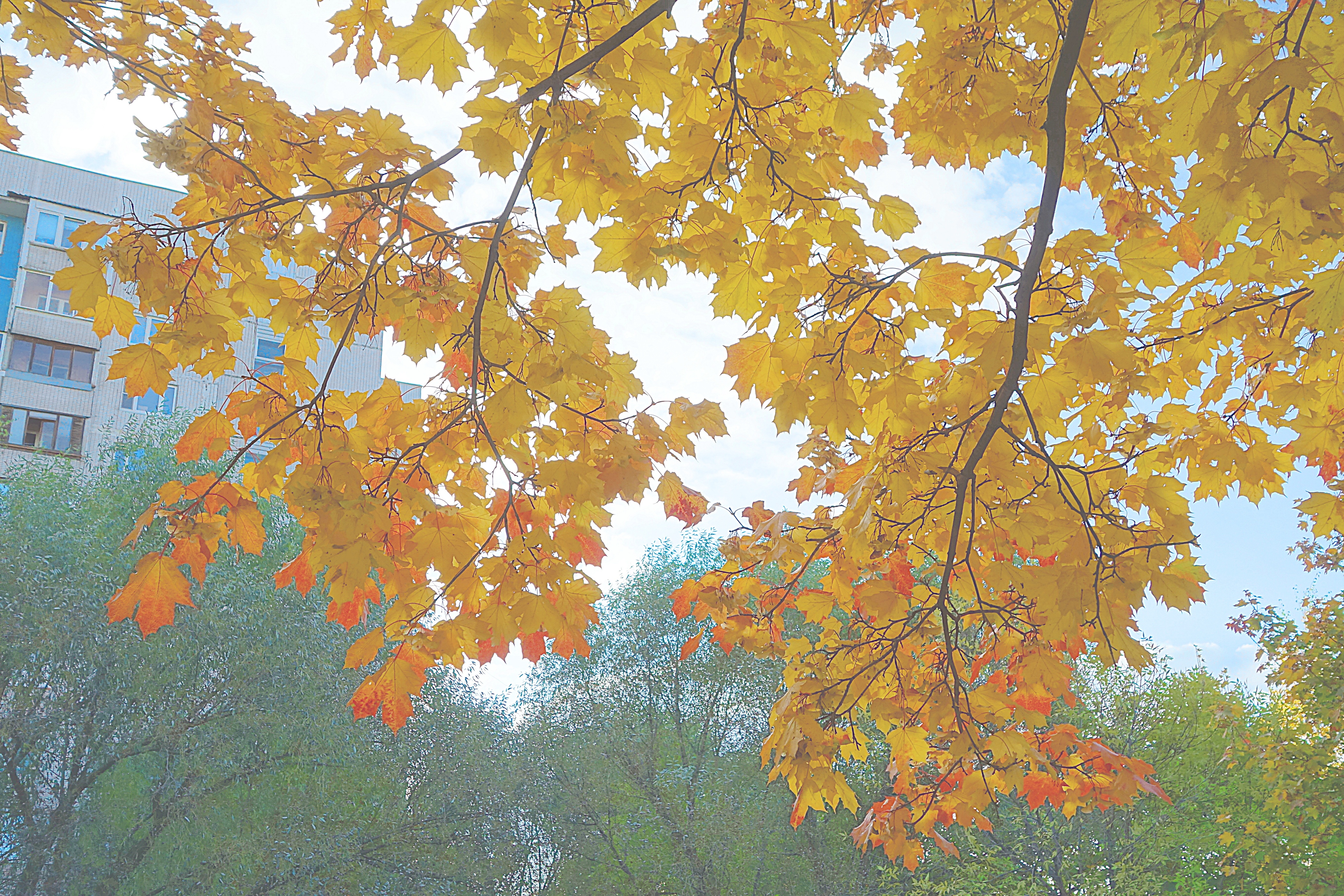 Осенние листья клёна. Фото Морошкина В.В.