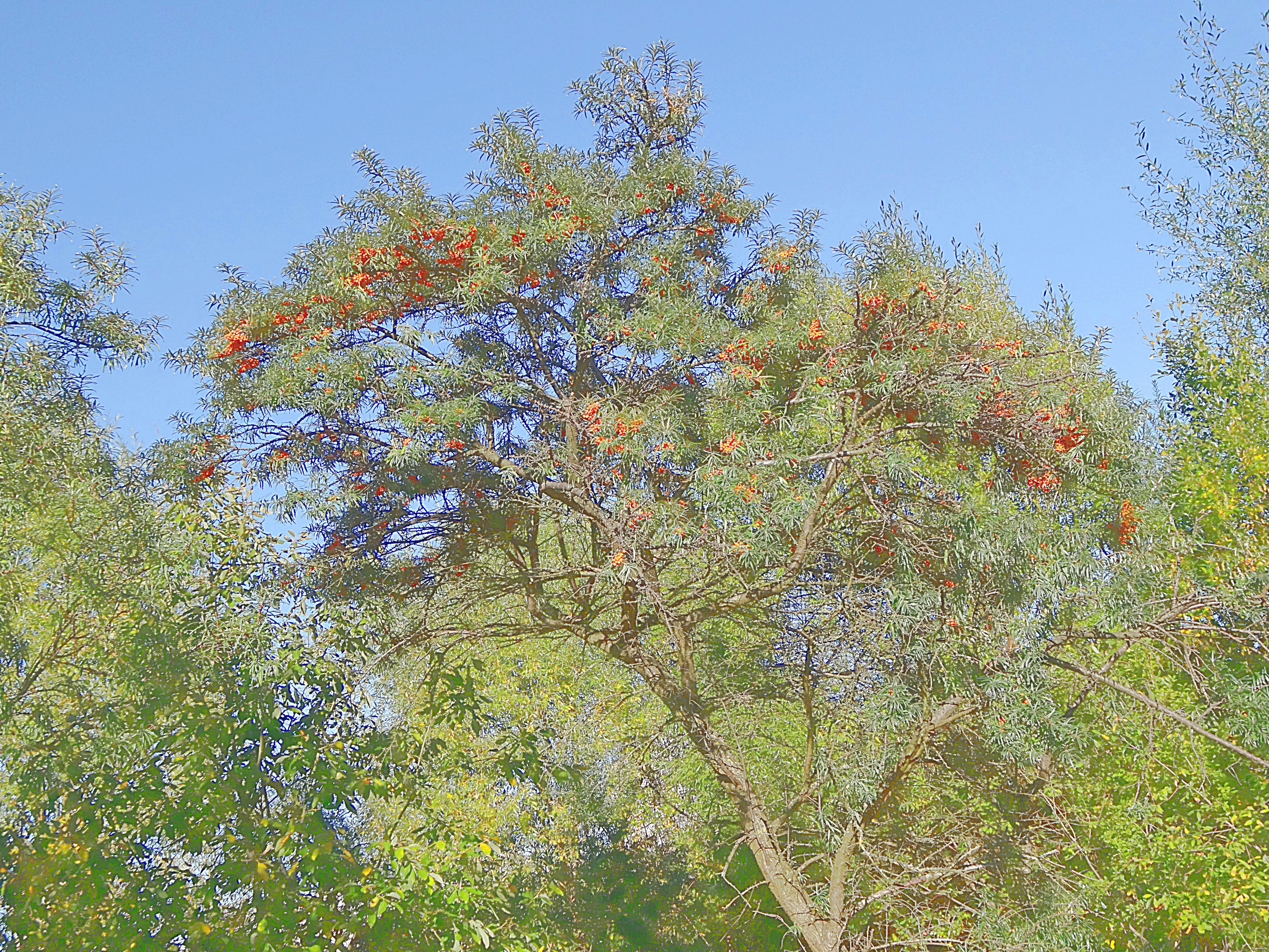 Дерево облепихи в Тропарёвском лесопарке. Фото Морошкина В.В.