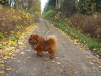 VFL.RU - ваш фотохостинг