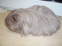 VFL.RU - ваш фотохостинг