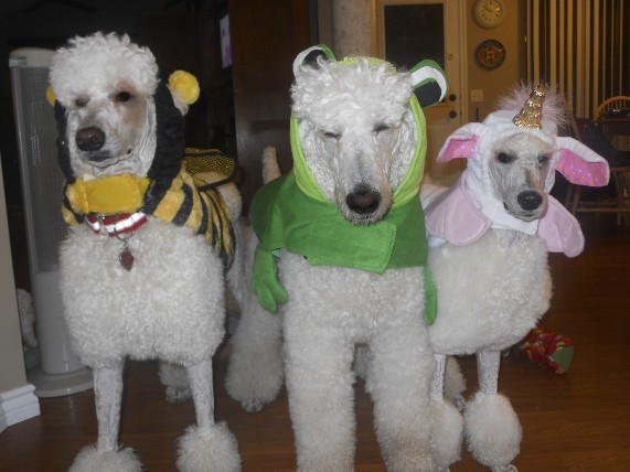 halloween poodle3