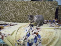 VFL.RU - ваш фотохостинг