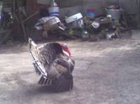 VFL.RU - ваш фотохостинг