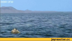 Летающие скаты Калифорнийского залива