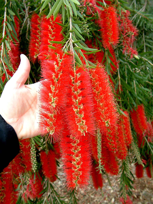 Callistemon Viminalis 2