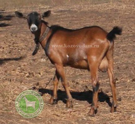 Мартин 2 Dasha