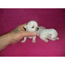 Щенки чихуахуа, питомник TESORO FRANQUEZO, Львов