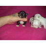 Щенки чихуахуа, питомник TESORO FRANQUEZO, Львов