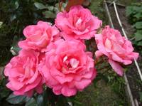 VFL.RU - ваш фотохостинг