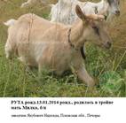 Марек дочь Рута