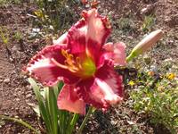 VFL.RU - ваш фотохостинг