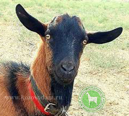 Шкода 1 Кусаинов Аманжан