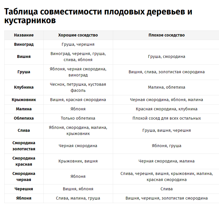 С чем рядом можно сажать яблоню 89