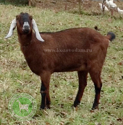 Мулечка 1 Лариса67