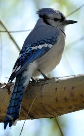 blue-jays-bird