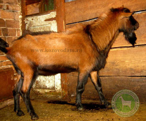 Эмир 2 Октябрина