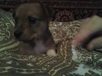 VFL.RU - ваш фотохостинг