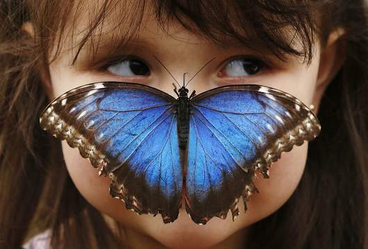 Чайная беседка