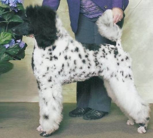 5 Dalmatin poodle UKC GrCh Jacknics Lil Bita Rita poodles
