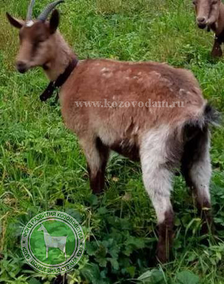 Гита Ирина1971Алексин