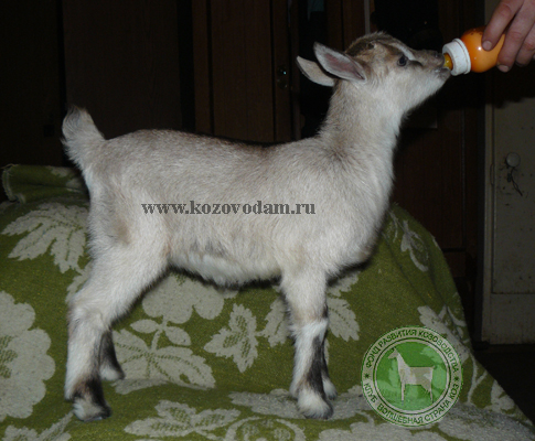 Лиза Ирина1971Алексин