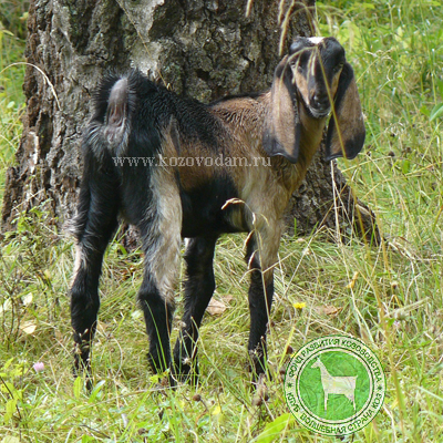Соня 3 Ирина1971Алексин